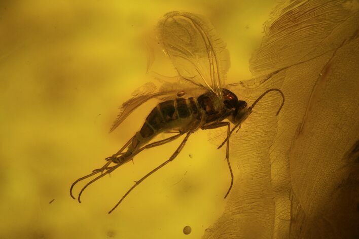 Fossil Fly (Diptera) In Baltic Amber #73366